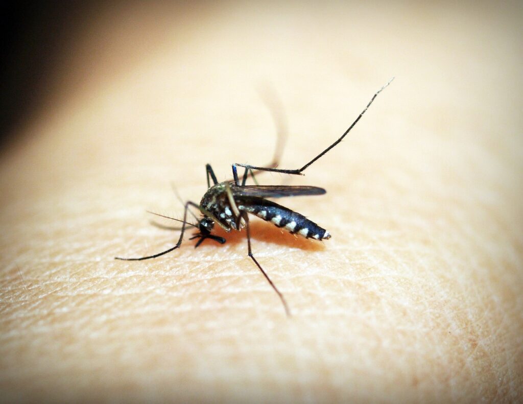 Mosquito Aedes aegypti, sintomas da dengue, sintomas de dengue,