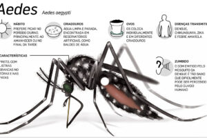 Mosquito Aedes aegypti, sintomas da dengue, sintomas de dengue,