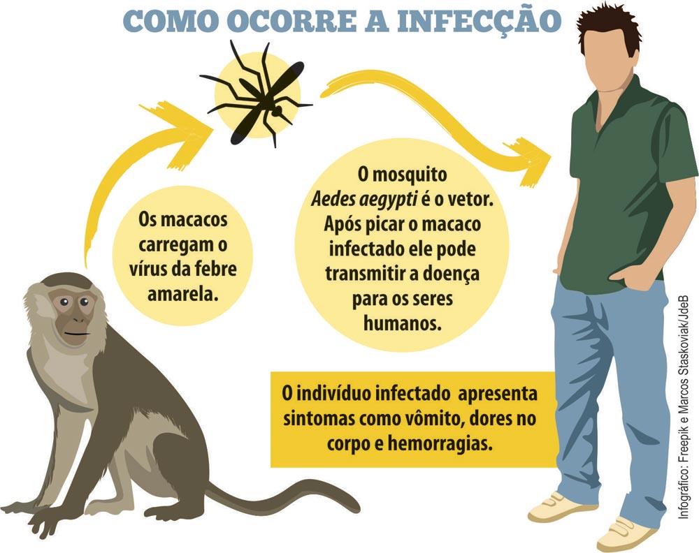 febre amarela transmissão transmissão da febre amarela febre amarela como é transmitida transmissao febre amarela