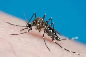 mosquito da dengue, febre amarela, 22brasil