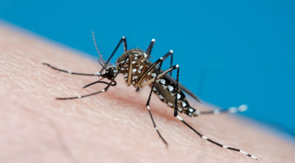 mosquito da dengue, febre amarela, 22brasil